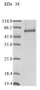 Recombinant Human NADPH oxidase 1 (NOX1) Protein, Homo sapiens (Human), in vitro E.coli expression system, N-terminal 10xHis-tagged, 67.7kDa, purity >85% as determined by SDS-PAGE.