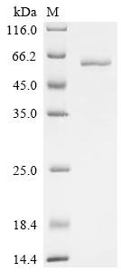 Recombinant Mouse B-cell differentiation antigen CD72 (Cd72), partial, Mus musculus (Mouse), Mammalian cell, N-terminal hFc-tagged, 54.3kDa, purity >95% as determined by SDS-PAGE.
