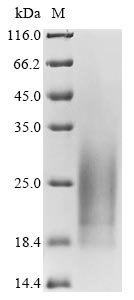 Recombinant Mouse Cadherin-17 (Cdh17), partial