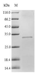 Recombinant Rat Complement factor D (Cfd), Rattus norvegicus (Rat), Mammalian cell, N-terminal 10xHis-tagged and C-terminal Myc-tagged, 29.8kDa, purity >90% as determined by SDS-PAGE.