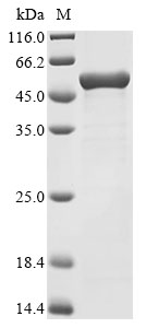 Recombinant Glycine max Beta-conglycinin alpha subunit 1 (CG-3), partial