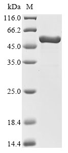 Recombinant Glycine max Beta-conglycinin beta subunit 1 (CG-4), Glycine max (Soybean) (Glycine hispida), E.coli, N-terminal 10xHis-tagged and C-terminal Myc-tagged, 55.4kDa, purity >90% as determined by SDS-PAGE.