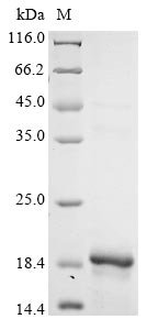 Recombinant Dog Glycoprotein hormones alpha chain (CGA), Canis lupus familiaris (Dog) (Canis familiaris), E.coli, N-terminal 10xHis-tagged and C-terminal Myc-tagged, 18.1kDa, purity >90% as determined by SDS-PAGE.