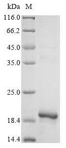 Recombinant Dog Glycoprotein hormones alpha chain (CGA), Canis lupus familiaris (Dog) (Canis familiaris), Yeast, C-terminal 10xHis-tagged, 12.7kDa, purity >90% as determined by SDS-PAGE.
