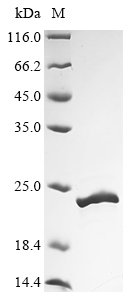 Recombinant Staphylococcus aureus Chemotaxis inhibitory protein (chp)