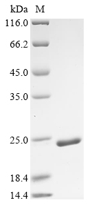 Recombinant Mouse Chromatin accessibility complex protein 1 (Chrac1)