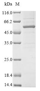 Recombinant Mouse Chordin-like protein 1 (Chrdl1)