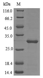 Recombinant Tetronarce californica Acetylcholine receptor subunit alpha (CHRNA1), partial, Torpedo californica (Pacific electric ray), E.coli, N-terminal 6xHis-tagged, 28.8kDa, purity >85% as determined by SDS-PAGE.