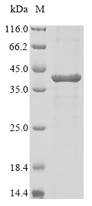 Recombinant Torpedo californica Acetylcholine receptor subunit alpha (CHRNA1), partial, Tetronarce californica (Pacific electric ray) (Torpedo californica), Yeast, N-terminal 6xHis-sumostar-tagged, 37.9kDa, purity >85% as determined by SDS-PAGE.