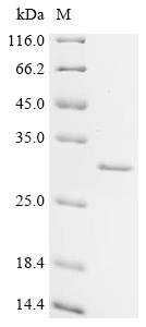 Recombinant Bovine Cell death activator CIDE-B (CIDEB), Bos taurus (Bovine), E.coli, N-terminal MBP-tagged and C-terminal 6xHis-tagged, 68.4kDa, purity >90% as determined by SDS-PAGE.
