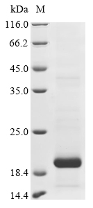 Recombinant Mouse C-type lectin domain family 2 member D (Clec2d), partial, Mus musculus (Mouse), E.coli, N-terminal 6xHis-tagged, 21.2kDa, purity >85% as determined by SDS-PAGE.