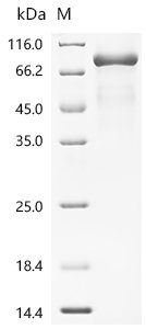 Recombinant Staphylococcus aureus Clumping factor B(clfB) , partial, Staphylococcus aureus (strain Newman), Yeast, N-terminal 6xHis-tagged, 56.1kDa, purity >85% as determined by SDS-PAGE.