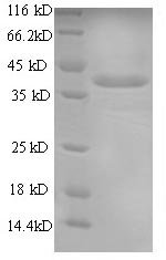 Recombinant Dog Chymase (CMA1)