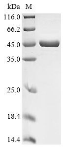 Recombinant Cryptococcus neoformans Casein kinase II subunit alpha (CNAG_05694)