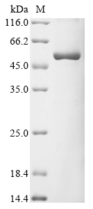 Recombinant Pongo abelii 2,3-cyclic-nucleotide 3-phosphodiesterase (CNP), Pongo abelii (Sumatran orangutan) (Pongo pygmaeus abelii), E.coli, N-terminal 10xHis-tagged and C-terminal Myc-tagged, 54.7kDa, purity >90% as determined by SDS-PAGE.