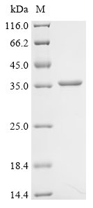 Recombinant Escherichia coli NAD-dependent protein deacylase (cobB), Escherichia coli (strain K12), E.coli, N-terminal 10xHis-tagged and C-terminal Myc-tagged, 34.3kDa, purity >95% as determined by SDS-PAGE.
