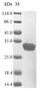 Recombinant Rat COMM domain-containing protein 5 (Commd5)