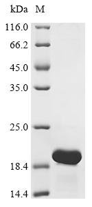 Recombinant Pseudomonas syringae pv. tomato Copper resistance protein C (copC), Pseudomonas syringae pv. tomato, E.coli, C-terminal 6xHis-tagged, 17.4kDa, purity >95% as determined by SDS-PAGE.