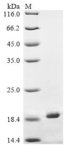 Recombinant Trachypithecus cristatus Cytochrome c oxidase subunit 7A1, mitochondrial (COX7A1), partial, Trachypithecus cristatus (Silvered leaf-monkey) (Presbytis cristata), E.coli, N-terminal 6xHis-KSI-tagged, 18.3kDa, purity >90% as determined by SDS-PAGE.