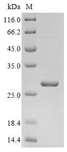 Recombinant Tobacco mosaic virus Capsid protein (CP)