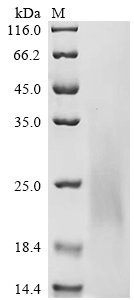 Recombinant Cowpox virus Protein OPG161, partial