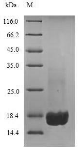 Recombinant Mouse Complement receptor type 2 (Cr2), partial