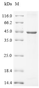 Recombinant Mesocricetus auratus complement receptor type 2 isoform X1 (Cr2), partial