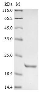 Recombinant Mouse Corticoliberin (Crh), Mus musculus (Mouse), E.coli, N-terminal 6xHis-KSI-tagged, 20.1kDa, purity >90% as determined by SDS-PAGE.