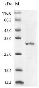 Recombinant Cat CD40 ligand (CD40LG) Protein, Felis catus (Cat) (Felis silvestris catus), in vitro E.coli expression system, N-terminal 10xHis-tagged, 30.2kDa, purity >85% as determined by SDS-PAGE.