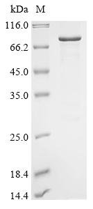 Recombinant Mouse Cryptochrome-2 (Cry2), Mus musculus (Mouse), E.coli, N-terminal 10xHis-tagged and C-terminal Myc-tagged, 74.3kDa, purity >85% as determined by SDS-PAGE.