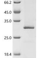 (Tris-Glycine gel) Discontinuous SDS-PAGE (reduced) with 5% enrichment gel and 15% separation gel.
