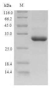 Recombinant Dog Granulocyte colony-stimulating factor (CSF3)