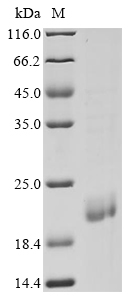 Recombinant Escherichia coli Major curlin subunit (csgA), partial