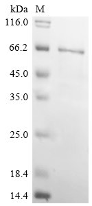 Recombinant Rat Chondroitin sulfate proteoglycan 4 (Cspg4), partial, Rattus norvegicus (Rat), E.coli, C-terminal 6xHis-tagged, 58.4kDa, purity >85% as determined by SDS-PAGE.