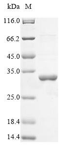 Recombinant Clostridium acetobutylicum Butyrate--acetoacetate CoA-transferase subunit A (ctfA)