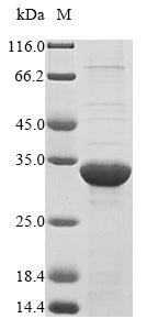Recombinant Clostridium acetobutylicum Butyrate--acetoacetate CoA-transferase subunit B (ctfB), Clostridium acetobutylicum (strain ATCC 824 / DSM 792 / JCM 1419 / LMG 5710 / VKM B-1787), E.coli, N-terminal 10xHis-tagged and C-terminal Myc-tagged, 30.6kDa, purity >85% as determined by SDS-PAGE.