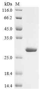 Recombinant Colletotrichum gloeosporioides Cutinase 1 (CUTA), Colletotrichum gloeosporioides (Anthracnose fungus) (Glomerella cingulata), E.coli, N-terminal 10xHis-tagged and C-terminal Myc-tagged, 27kDa, purity >95% as determined by SDS-PAGE.