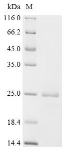 Recombinant Colletotrichum gloeosporioides Cutinase 1 (CUTA)