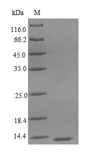Recombinant Chicken Interleukin-8 (CXCL8), partial