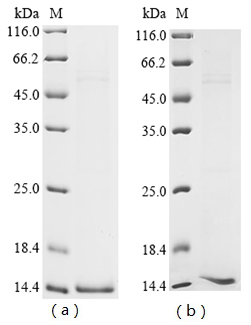 Recombinant Bovine Cytochrome c 2 (CYCT), partial