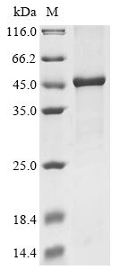 Recombinant Mouse Ubiquitin carboxyl-terminal hydrolase CYLD (Cyld), partial, Mus musculus (Mouse), E.coli, N-terminal 10xHis-tagged and C-terminal Myc-tagged, 50.6kDa, purity >90% as determined by SDS-PAGE.