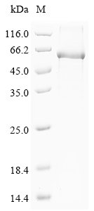 Recombinant Mouse Cytochrome P450 3A11 (Cyp3a11)