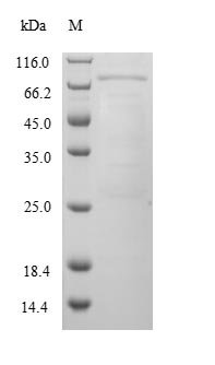 Recombinant Mouse Cytochrome P450 3A13 (Cyp3a13)