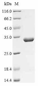 Recombinant Vaccinia virus Scaffold protein D13 (D13L), partial, Vaccinia virus (strain Copenhagen) (VACV), E.coli, N-terminal 10xHis-tagged and C-terminal Myc-tagged, 33.2kDa, purity >90% as determined by SDS-PAGE.