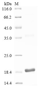 Recombinant Caenorhabditis elegans Dauer larva development regulatory growth factor daf-7 (daf-7), Caenorhabditis elegans, E.coli, N-terminal 10xHis-tagged and C-terminal Myc-tagged, 18.1kDa, purity >90% as determined by SDS-PAGE.