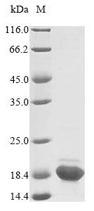 Recombinant Rat Acyl-CoA-binding protein (Dbi)
