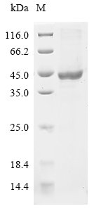 Recombinant Bovine Decorin (DCN)