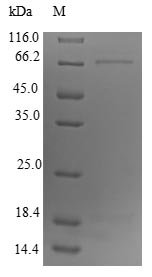 Recombinant Mouse L-dopachrome tautomerase (Dct), partial