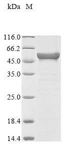 Recombinant Enterobacteria phage T4 ATP-dependent DNA helicase dda (dda)