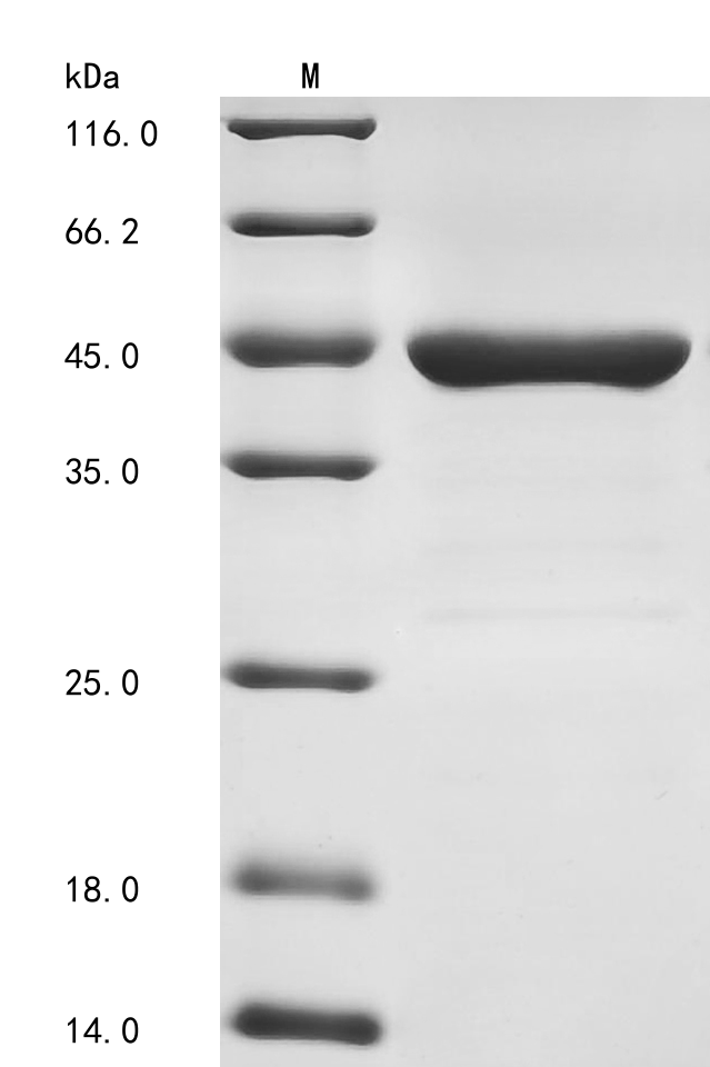 Recombinant Staphylococcus aureus D-alanine--D-alanine ligase (ddl)